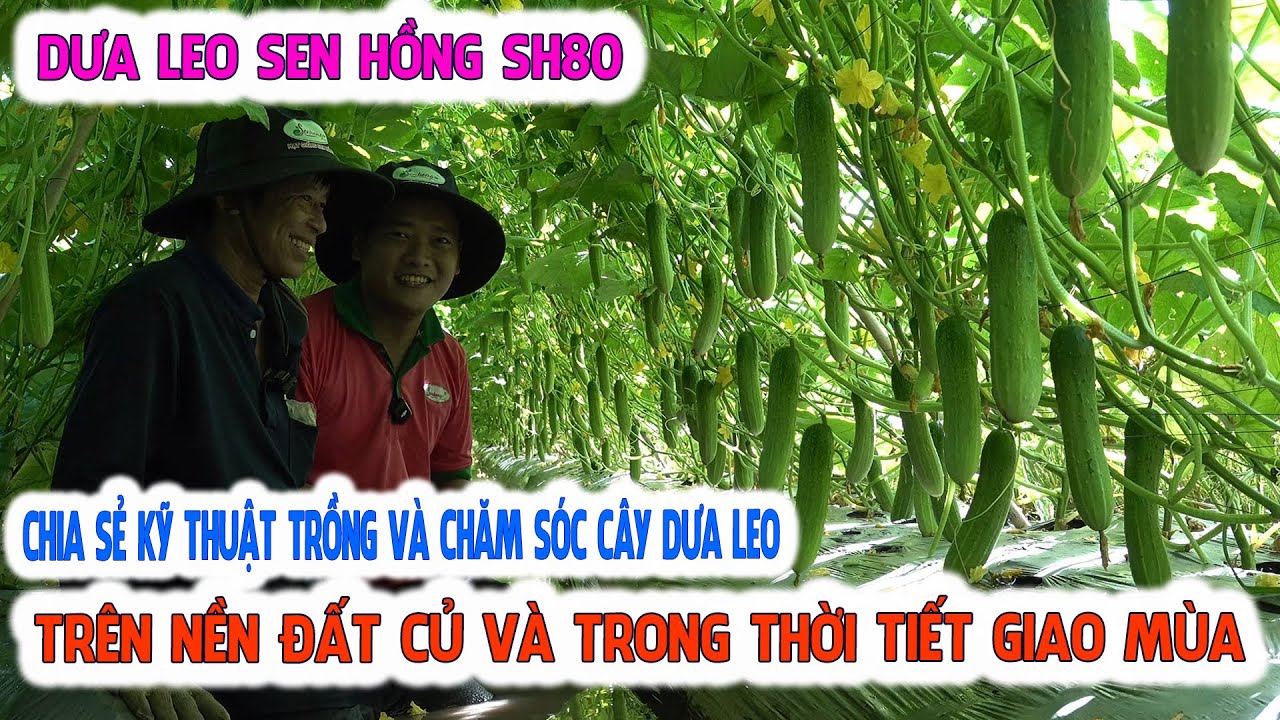 CHIA SẺ KỸ THUẬT TRỒNG VÀ CHĂM SÓC DƯA LEO TRÊN NỀN ĐẤT CỦ VÀ TRONG ĐIỀU KIỆN THỜI TIẾT GIAO MÙA