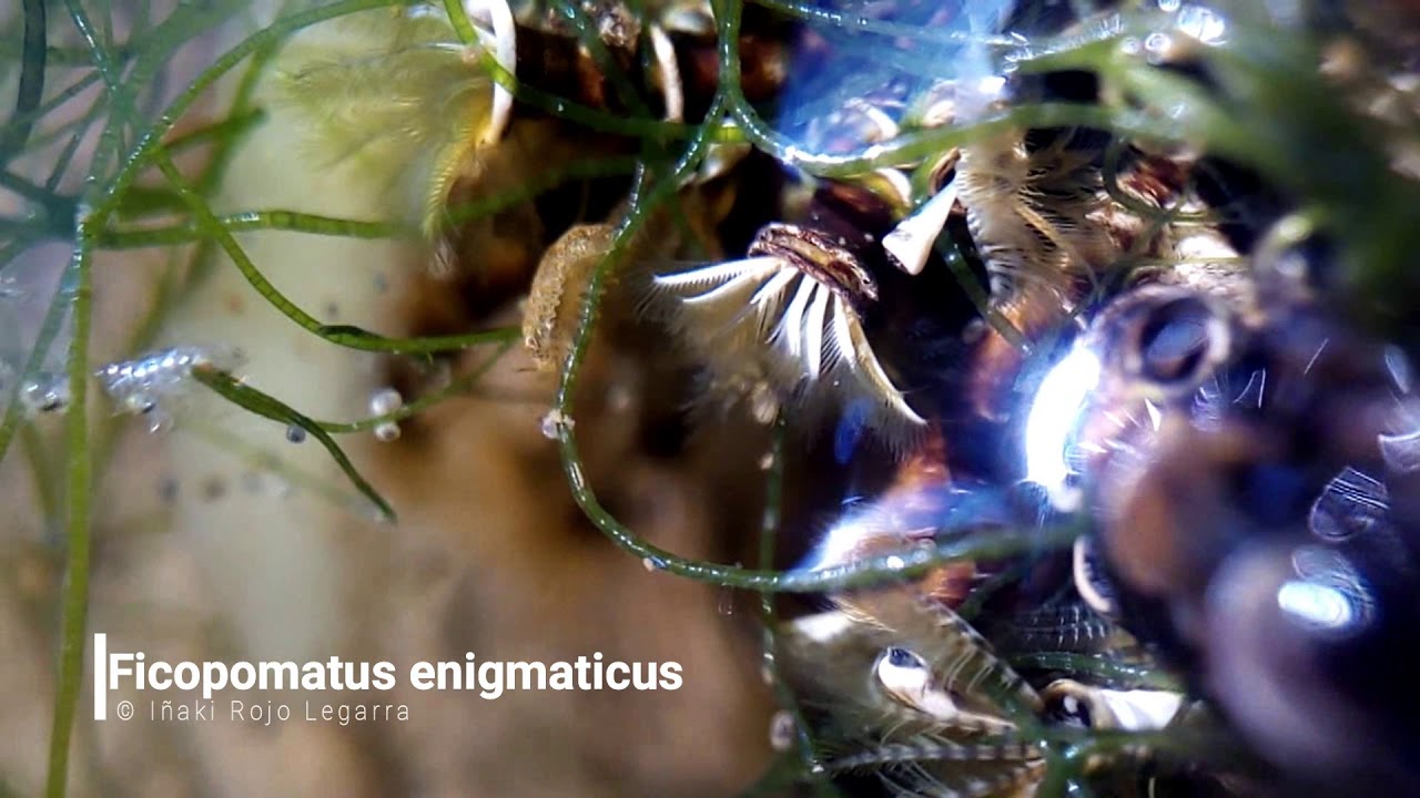 Ficopomatus enigmaticus