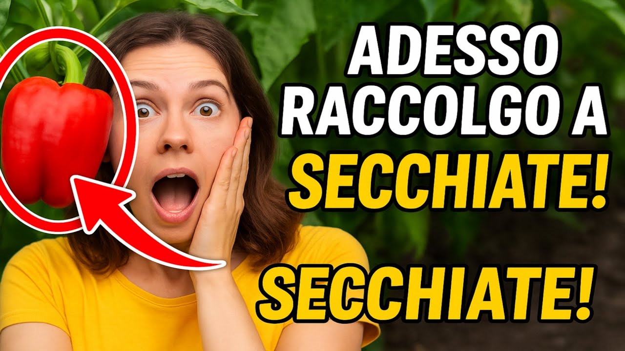 Avevo piante di peperoni completamente vuote, finché non ho fatto QUESTO. Adesso raccolgo a secchia