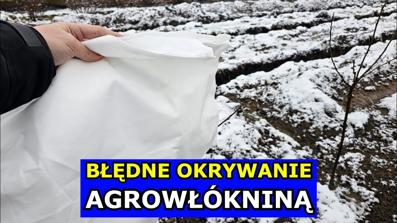 Koniec Agrowłókniny Białej na Zimę. Błędne Okrywanie Osłabia Róże, Hortensje, Rododendrony, Drzewa.