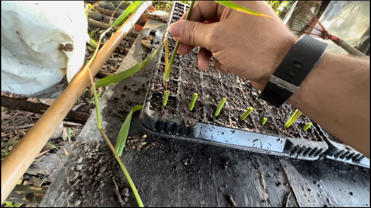 Como Planta Capim Tangola em Tubete
