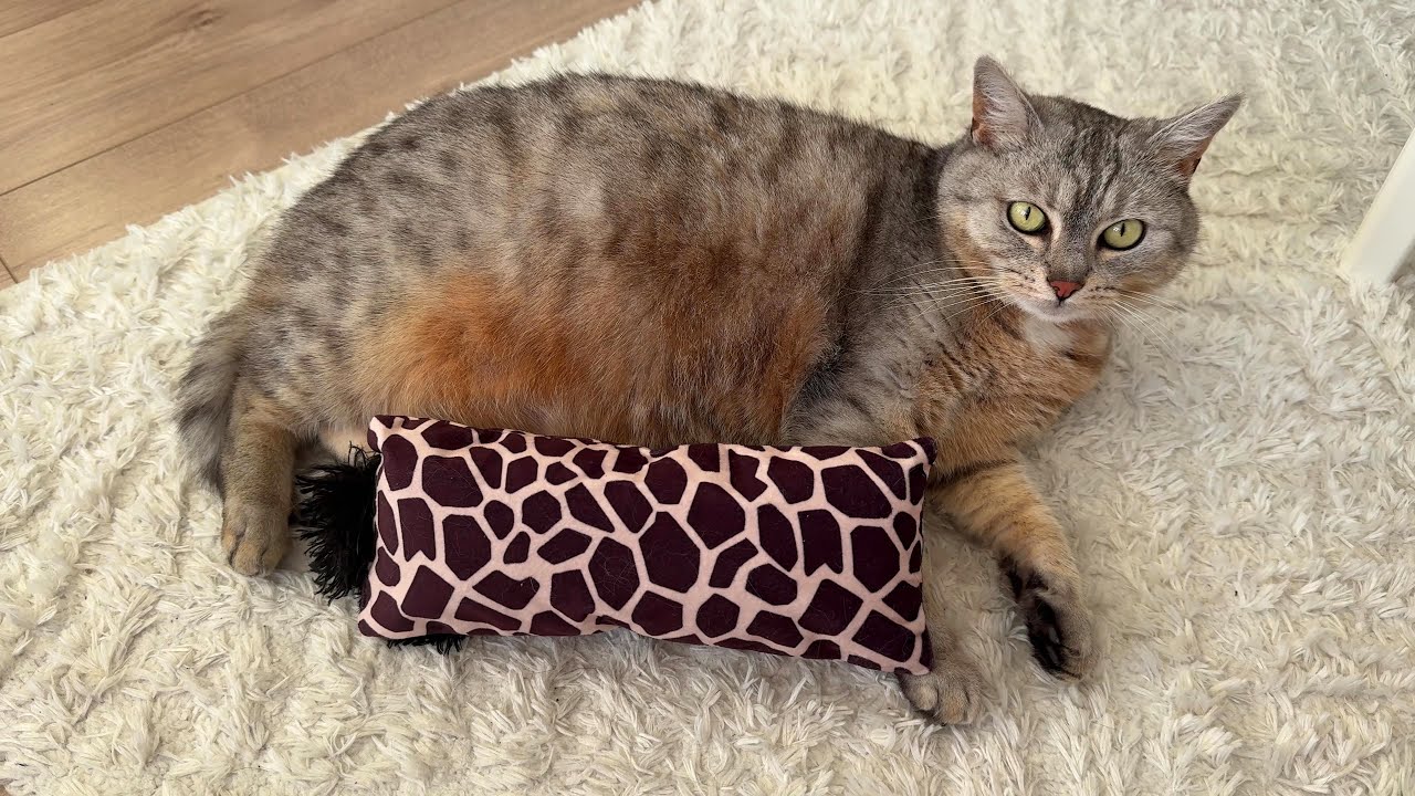 One new toy, three different kitty reactions
