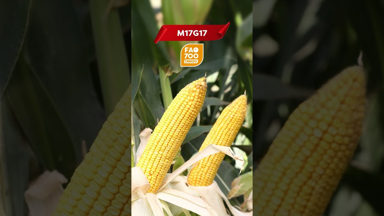 Y&Uuml;KSEK VERİMLİ DANELİK MISIR &Ccedil;EŞİTLERİ MAY TOHUM'DA