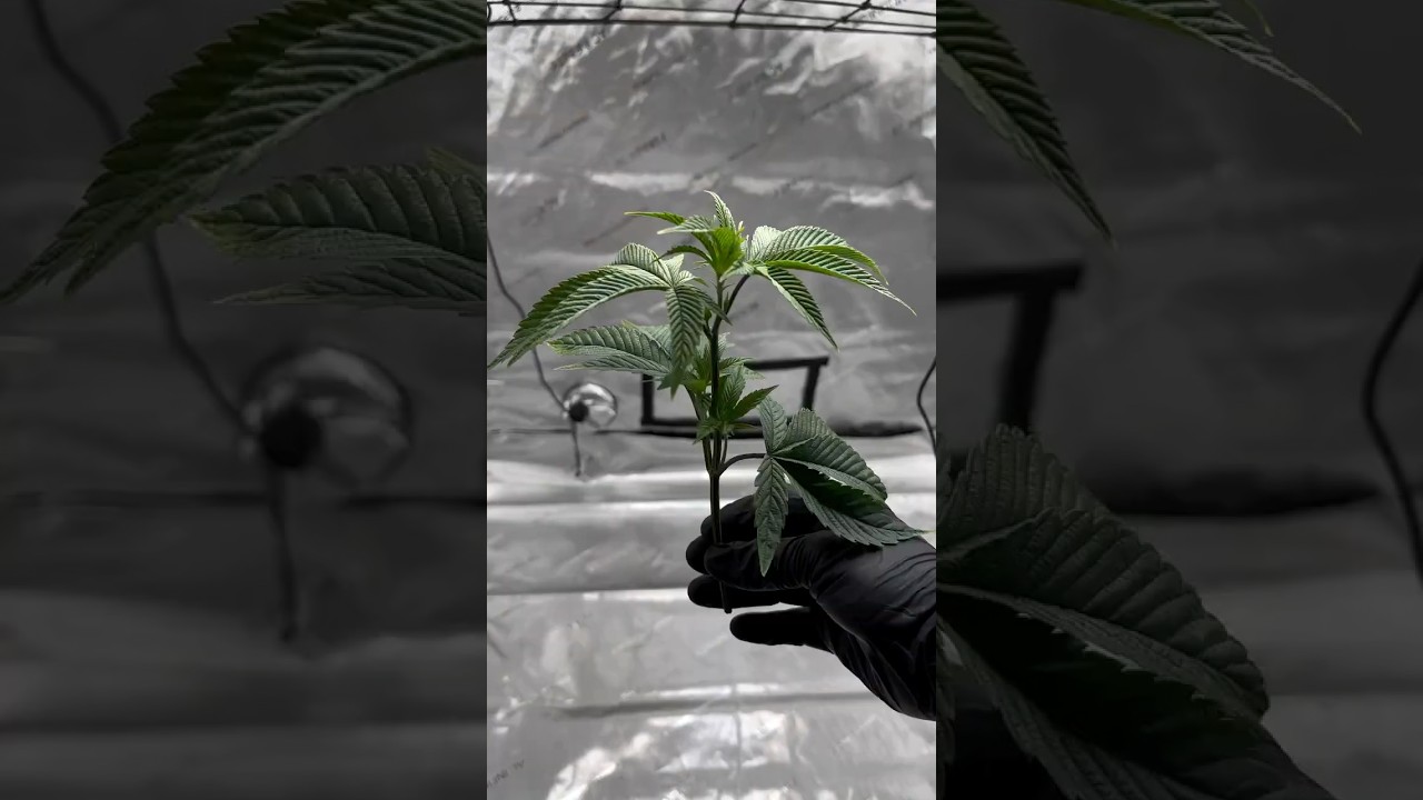 How THE STASH Sticks Clones