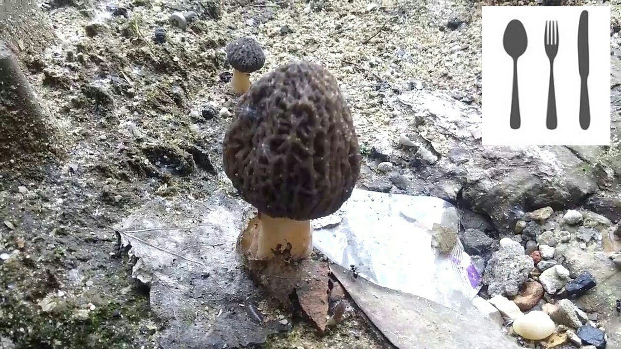 Smardz praski (Morchella pragensis) SZOK!!! Jaworzno 04.05.2016