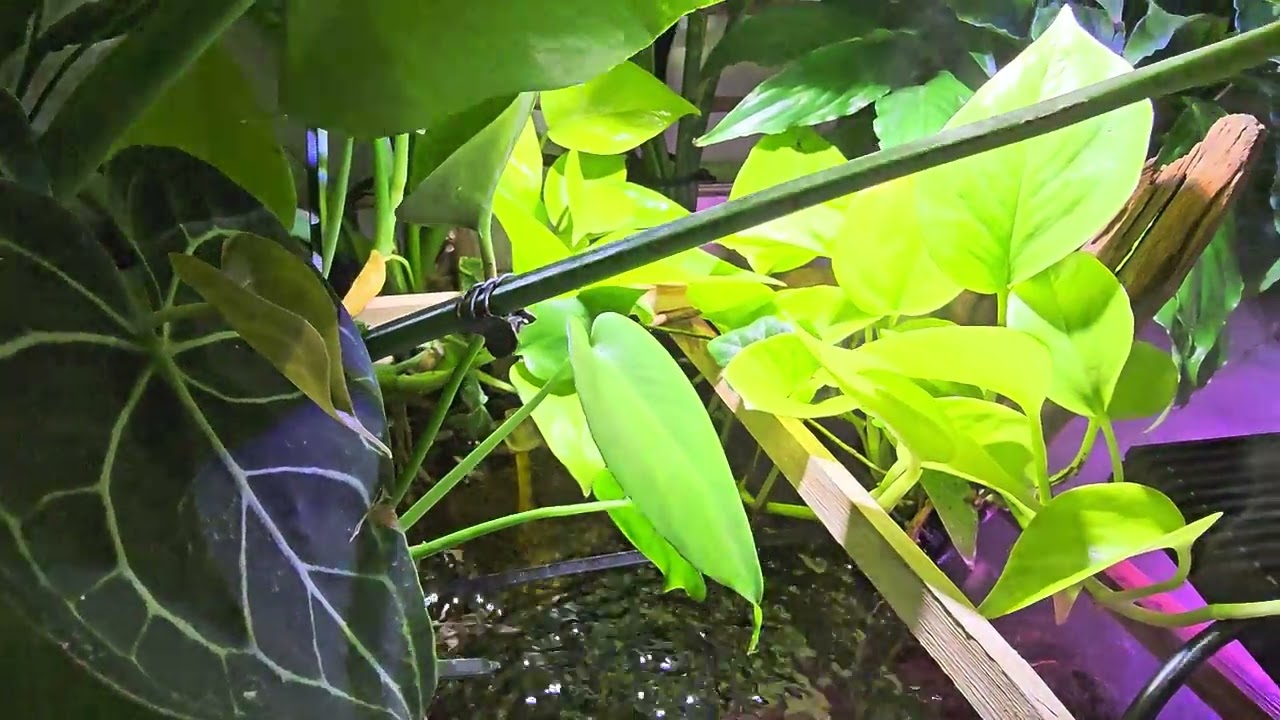 Akwarium 450l z roślinnością aquaponiczną widok z góry 