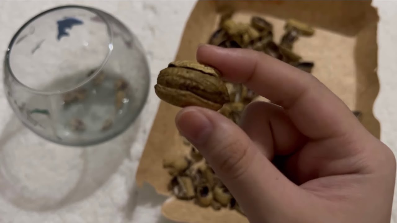 ASMR Cracking peanut shells #crunchysounds