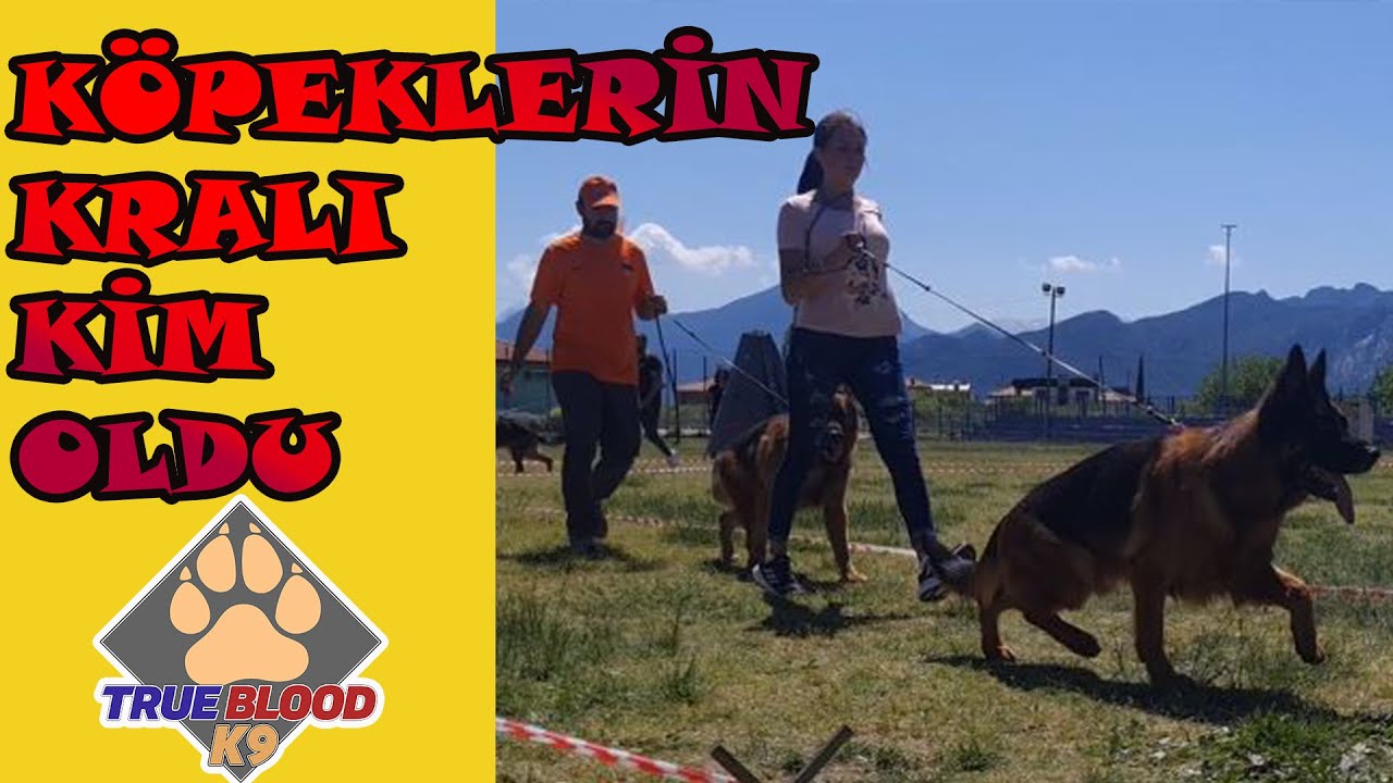 KÖPEKLERİN KRALLARI NASIL YARIŞTI - 2022 AKDENİZ CUP- ALMAN ÇOBAN KÖPEKLERİ