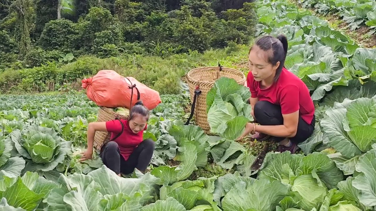 Daily Farm Life Harvesting Green Vegetables and Sapodilla Fruits, Transporting to the Local Market