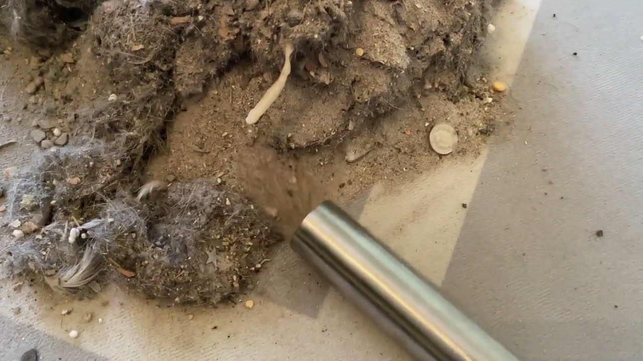 Vacmaster D8 | Natural Dirt Mix | Vacuuming | Mess Test | Shop Vac |