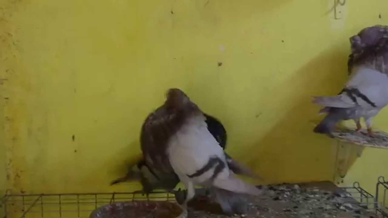Ismail B chez Hichem pigeons buchones gaditano BOLO Salé Maroc le 30 09 2014
