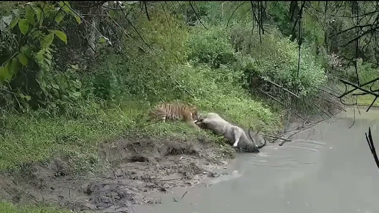 #TigerAttack #WildlifePredator #DeerHunt #JungleLife #WildlifeAction #NatureAlert #AnimalPredator