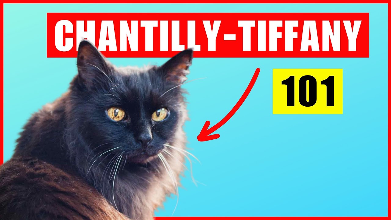 The Adorable Quirks of Chantilly-Tiffany Cats