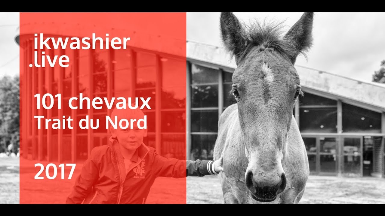 Chevaux Trait du Nord en 2017 - Draft Horse Trait du Nord - Jaaroverzicht foto's ikwashier.live