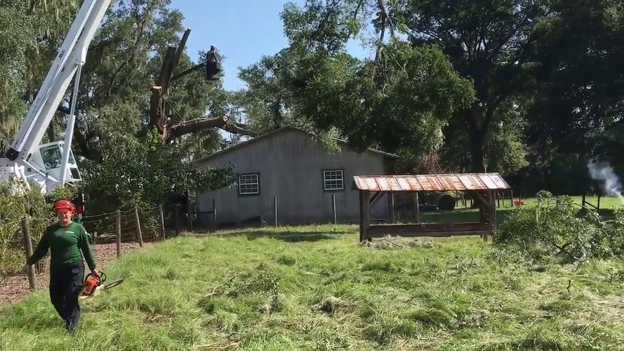 Technical Tree Removal