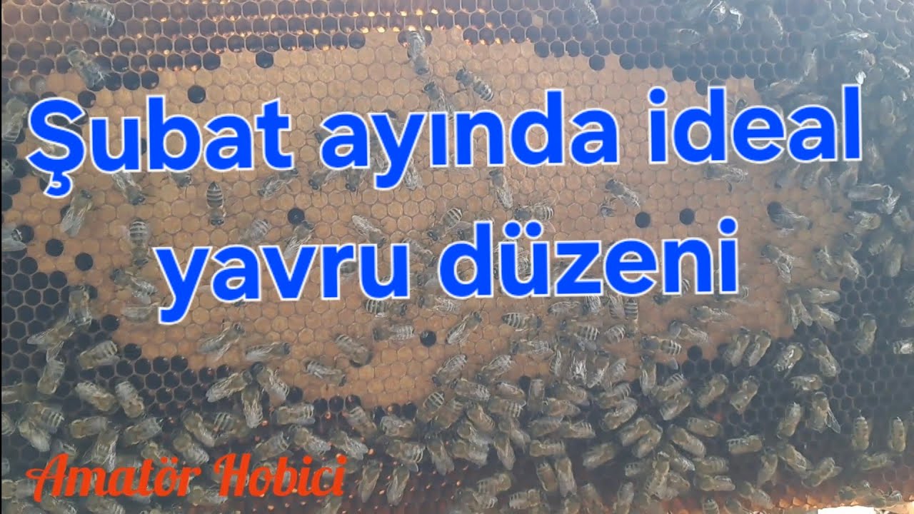 14 Şubat 2026 Kovanlara son kış bakımı ve bahara hazırlık #arıcılık #beekeeping 