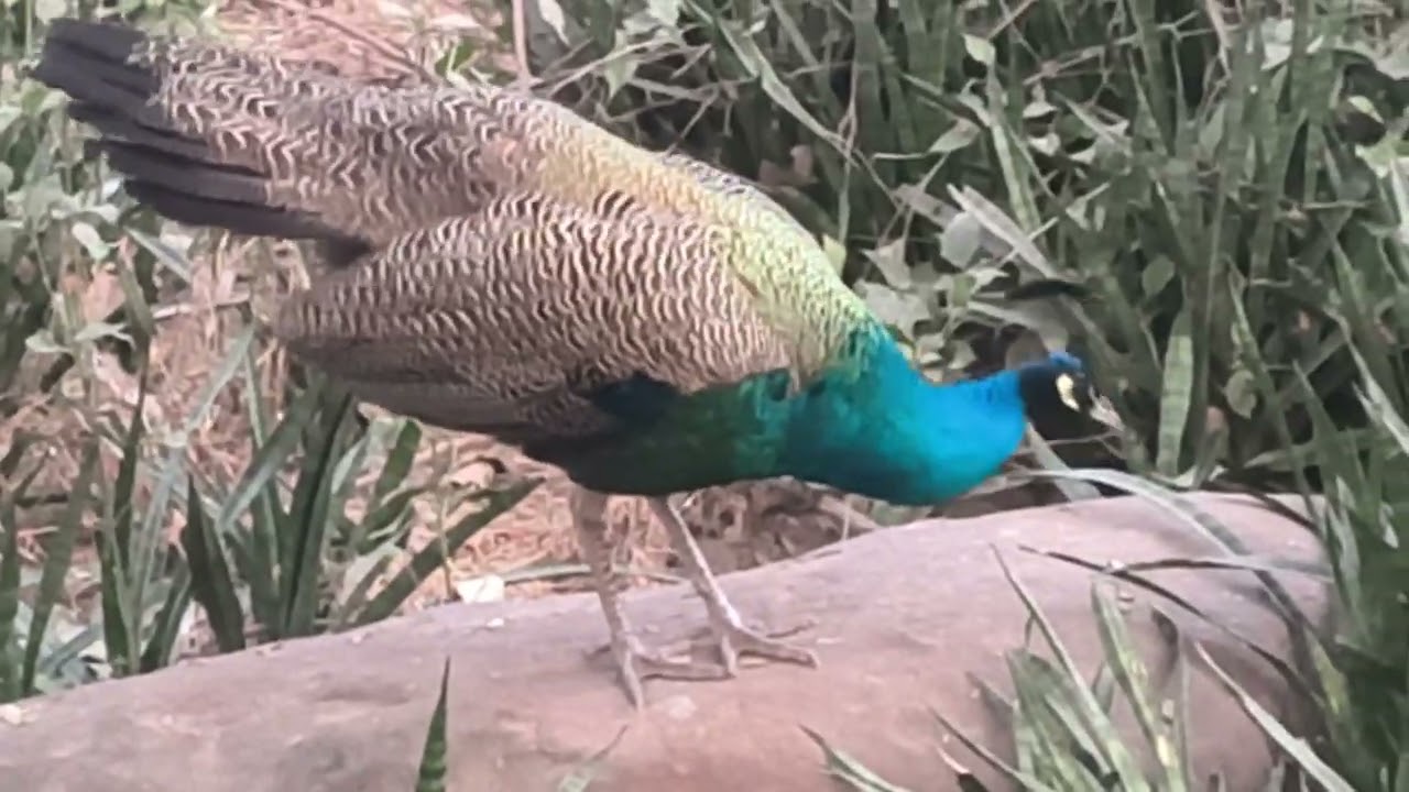 🦚🦚🦚🦚Friends, even the peacock is feeling cold.
