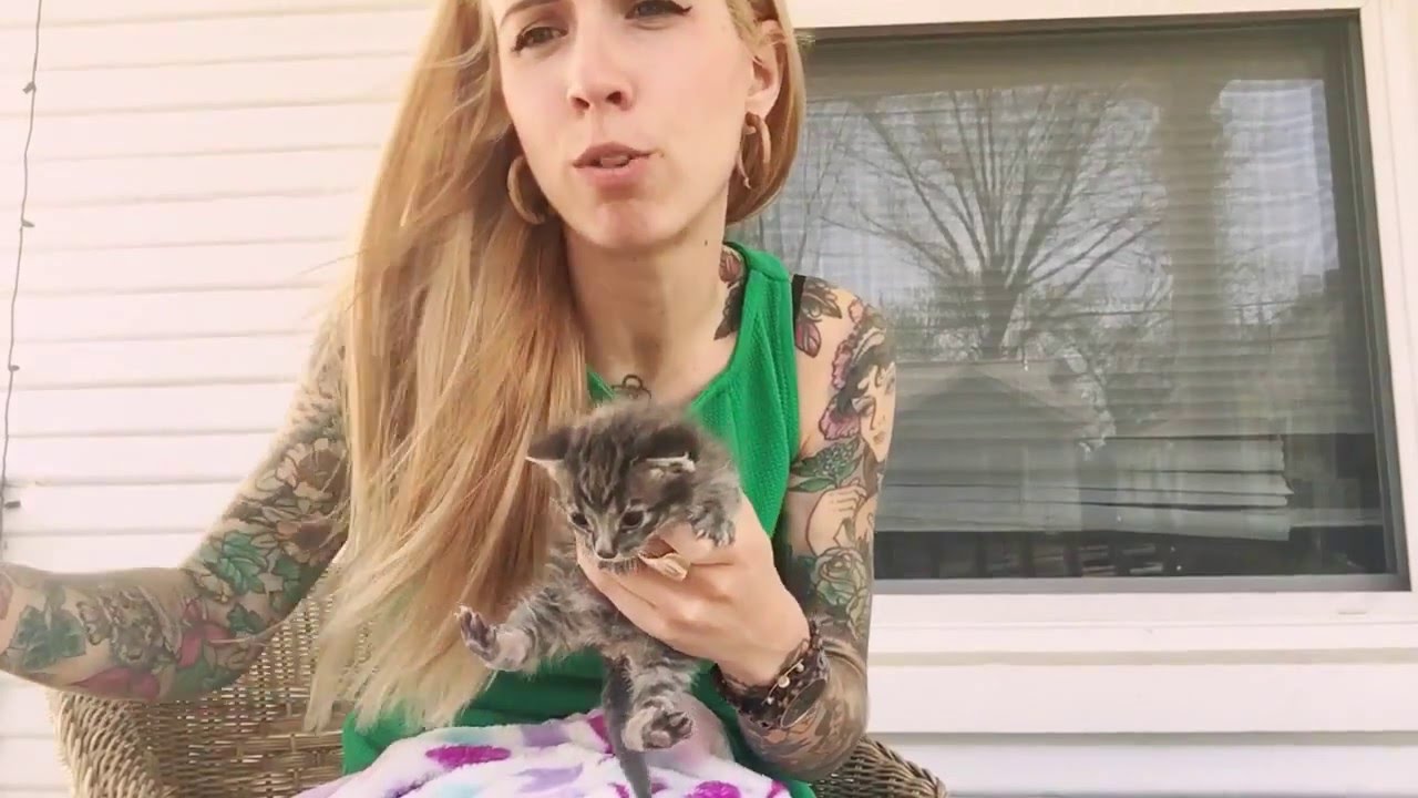 Orphaned Kitten Routine