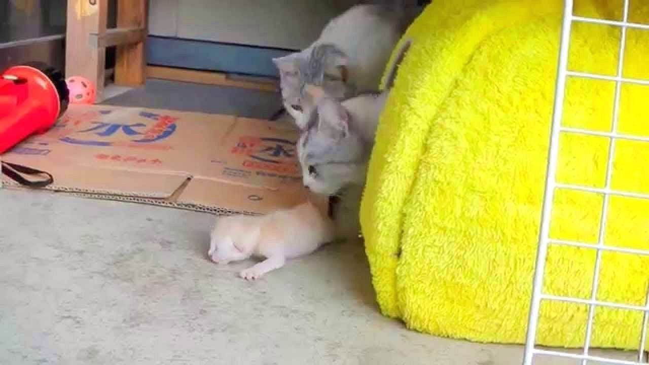 子猫生まれました。。♫
