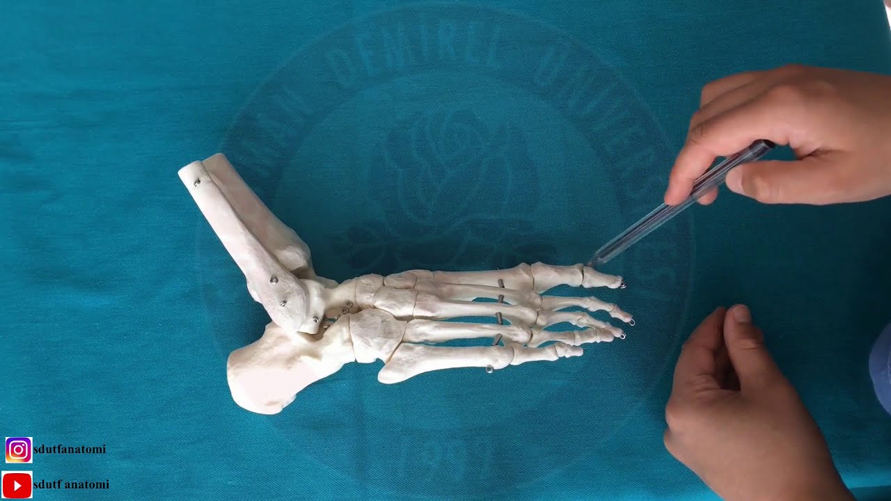 Ossa Pedis (Ayak Kemikleri)