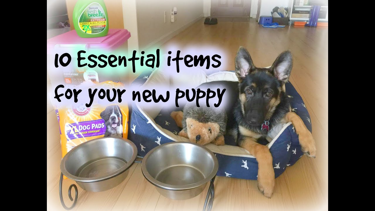 10 essentials items for your new puppy