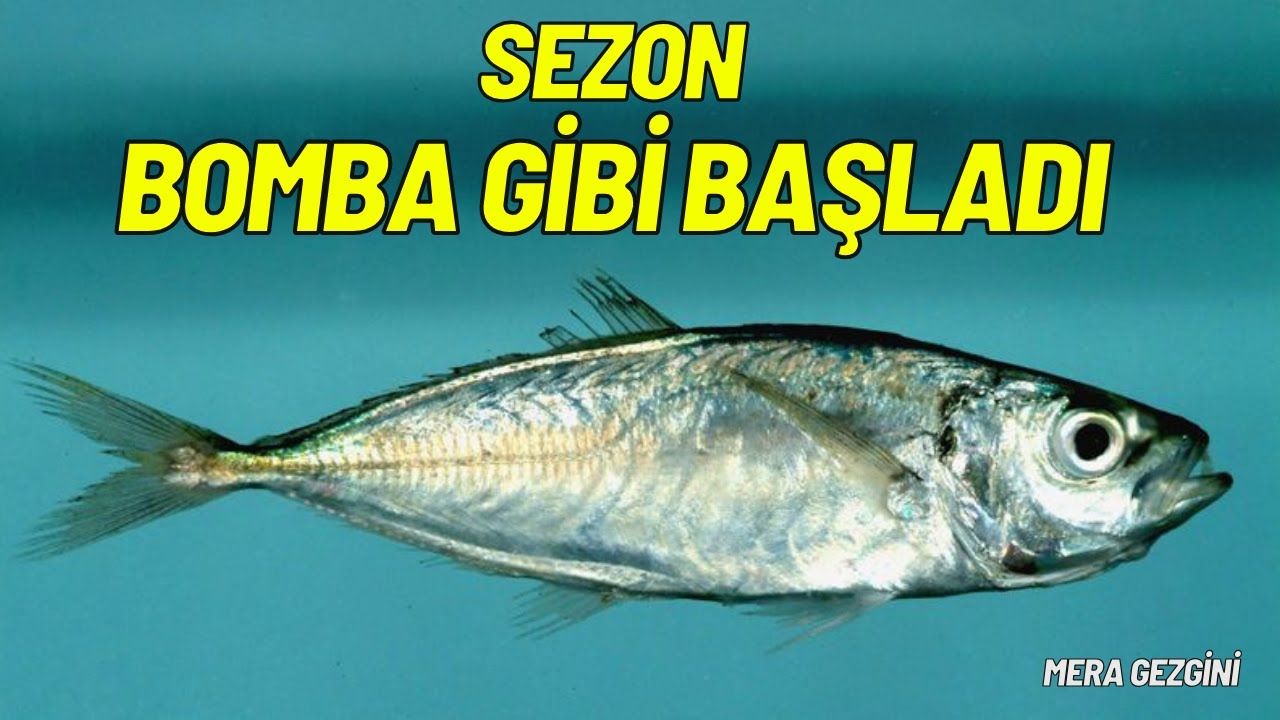 İSTAVRİT AVI !! LRF İLE HER ATIŞ BALIK !! SEZON ÇOK HIZLI BAŞLADI !!