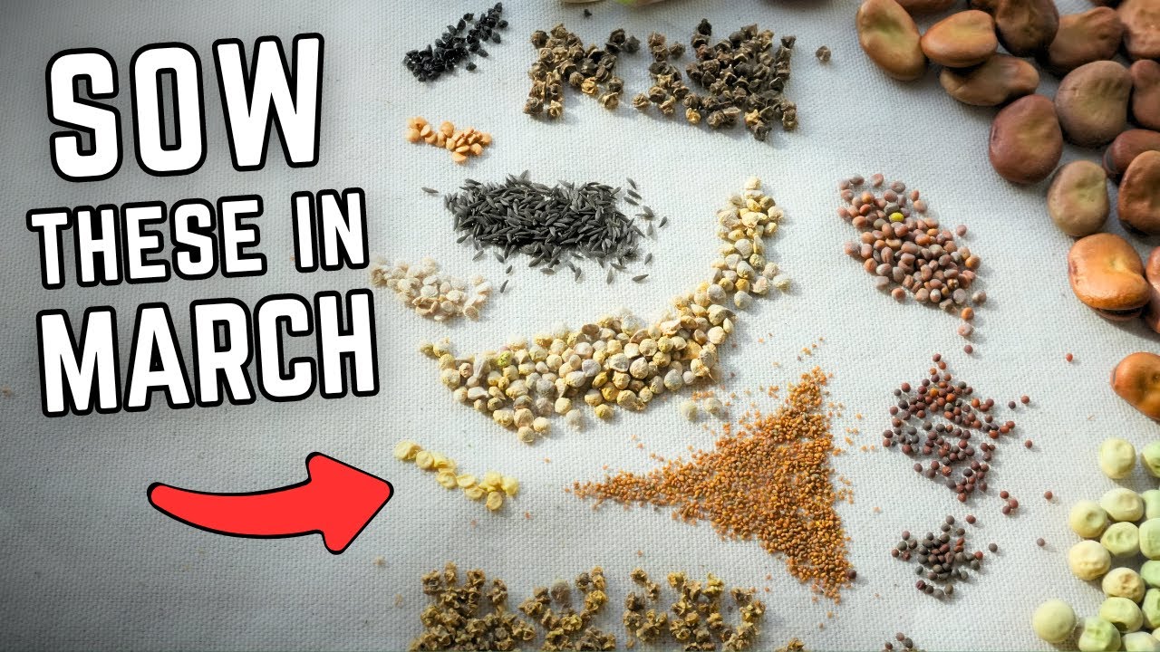 Seeds You Really Should Sow In March
