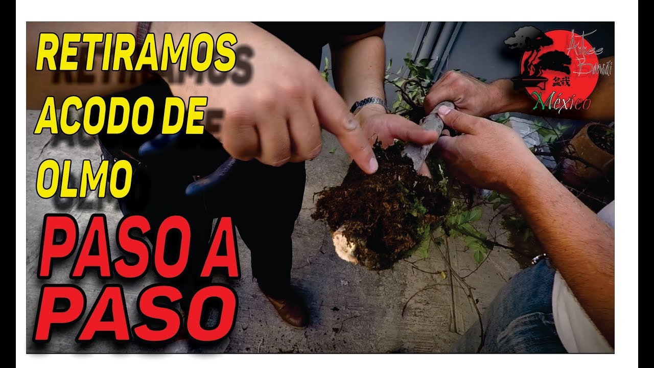 🌳 Cómo hacer BONSAI desde ACODO|| OLMO CHINO DE VIVERO