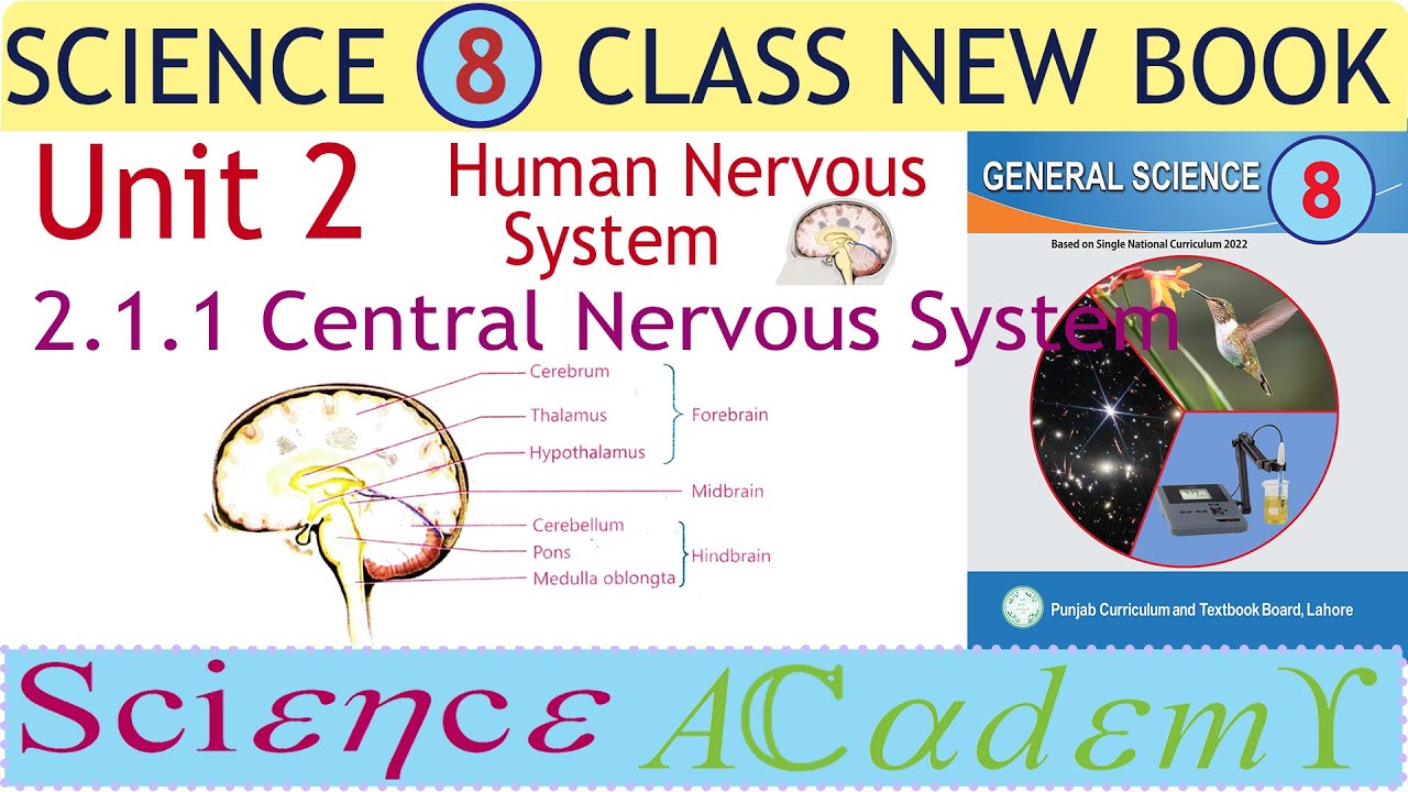 Class 8 Science Unit 2 Human Nervous System: Central nervous system, CNS, Brain, Forebrain, Midbrain