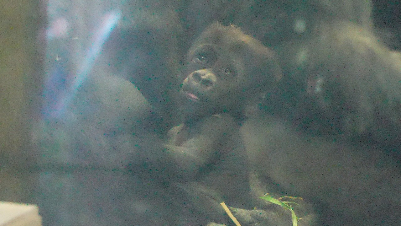 Семейное дело: очаровательная малышка-gorilla и озорной Кинтаро Gorillas family / ape