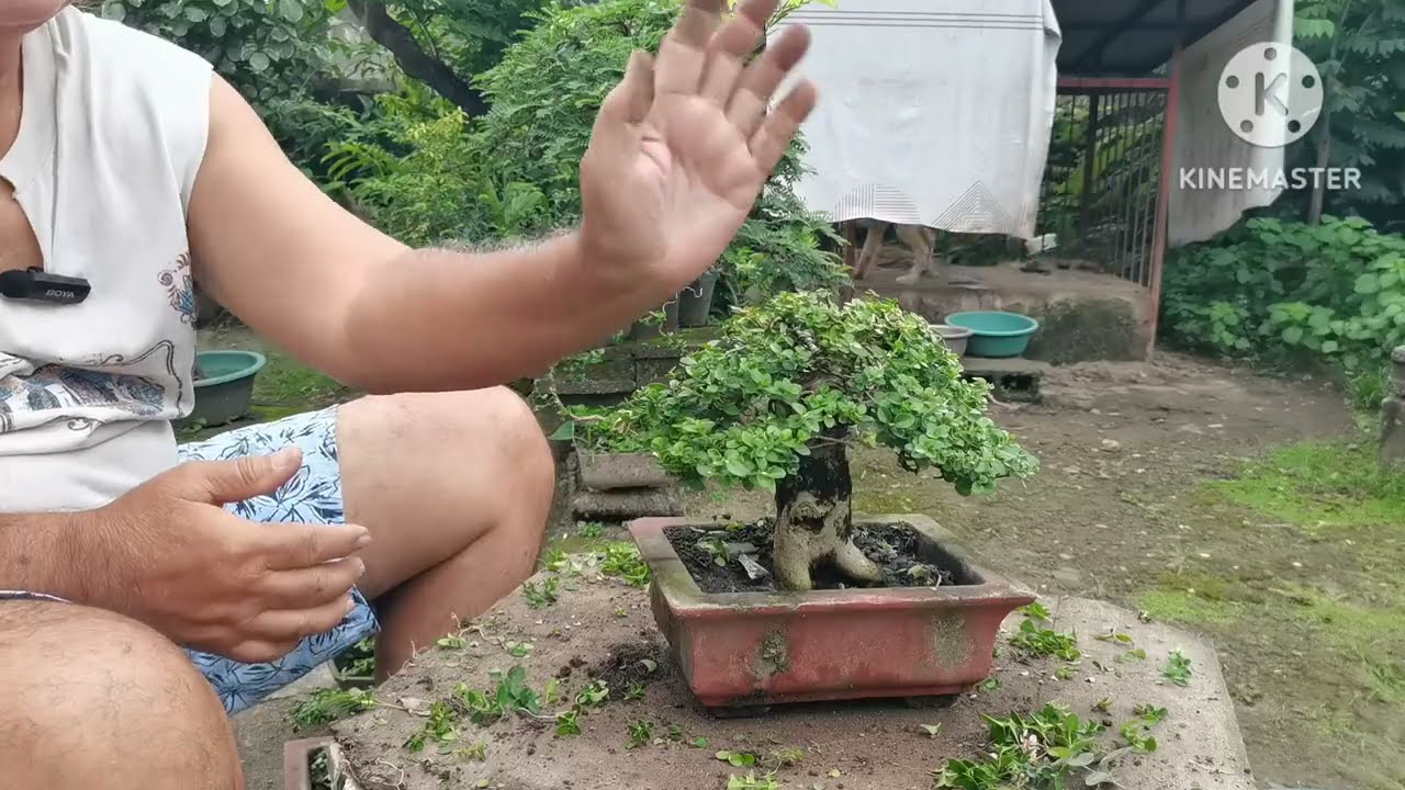 Some mistake that I made on my bonsai