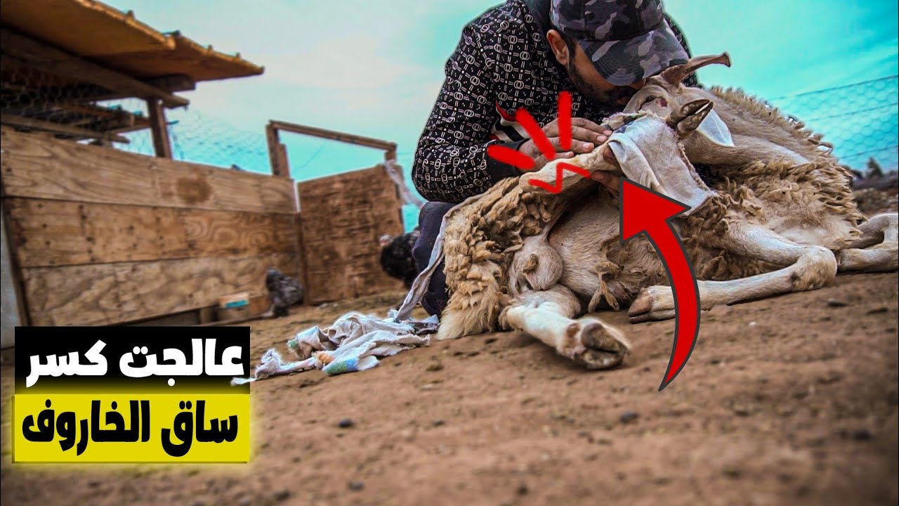 طريقة تجبيس خروفي المكسور بدون تدخل طبيب بيطري/ أجواء زراعة الشعير في المزرعة🚜