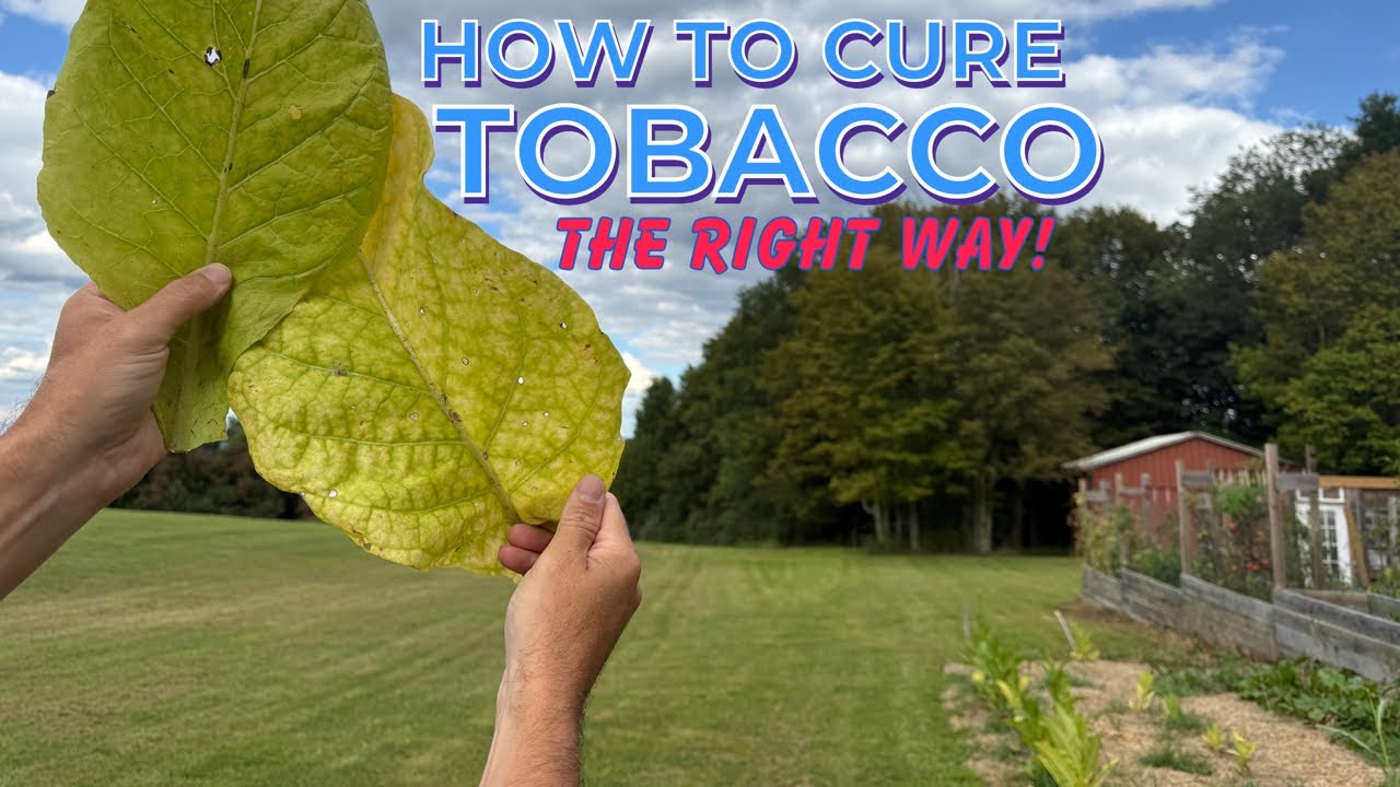 HOW TO CURE TOBACCO FOR CHEW