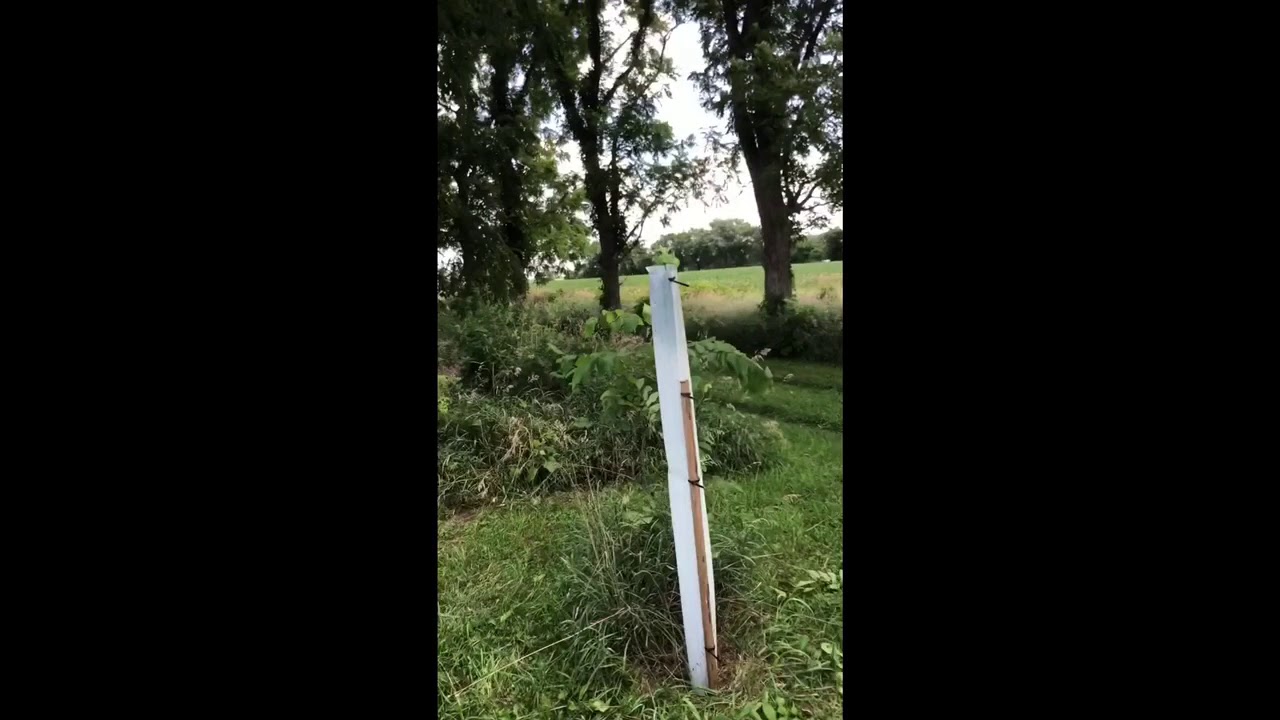 Trees with Tree Pro Tree Tubes vs without Tubes