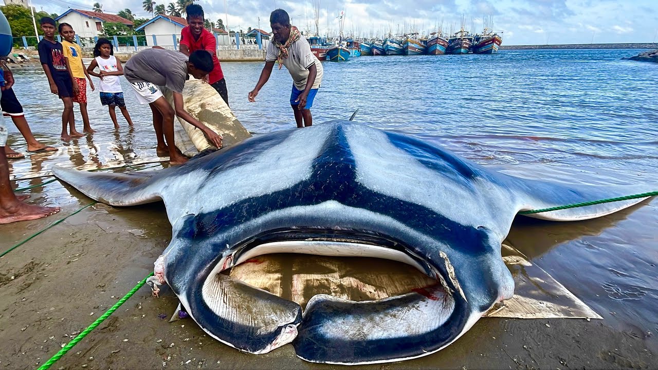 Wow! A 1000kg Manta Ray fish From Ocean to fishing village | Coastal Village Fishing & Cutting