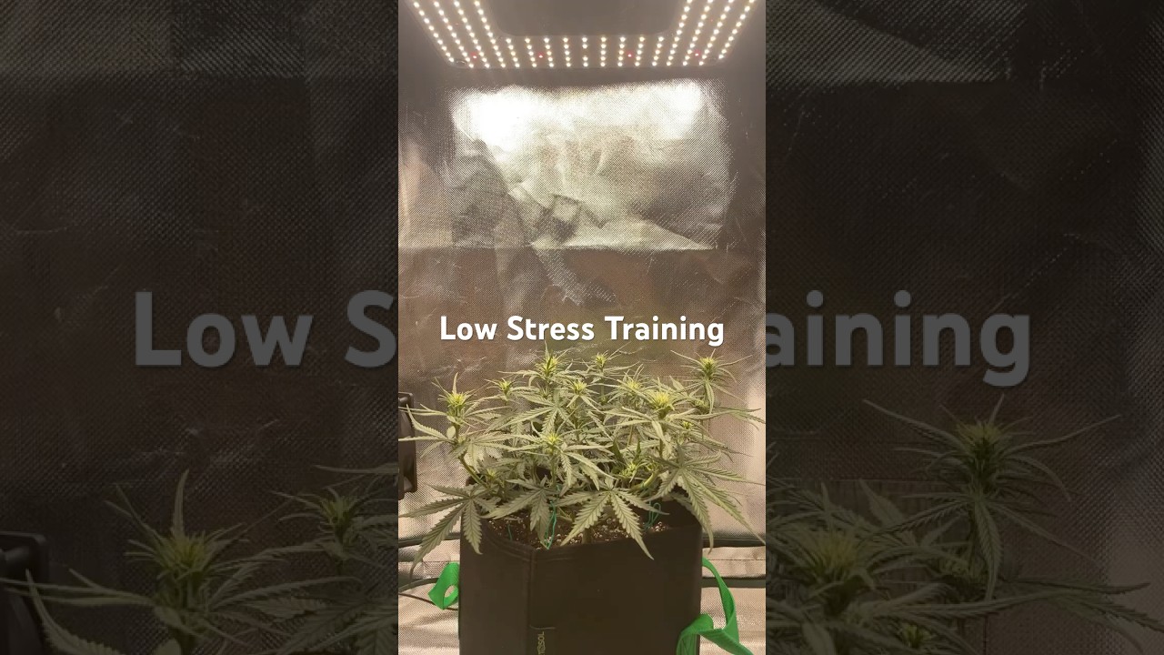 #Low Stress Training Fastbuds Automatics, #Gelato Auto, #Even Canopy Level, #LST, #Tiedown, #Cali