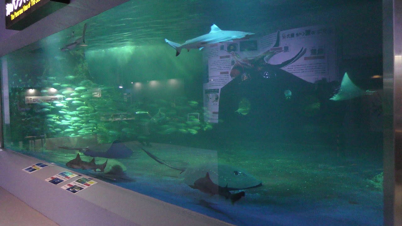 海のパノラマ回遊水槽 (おたる水族館) 2019年6月14日