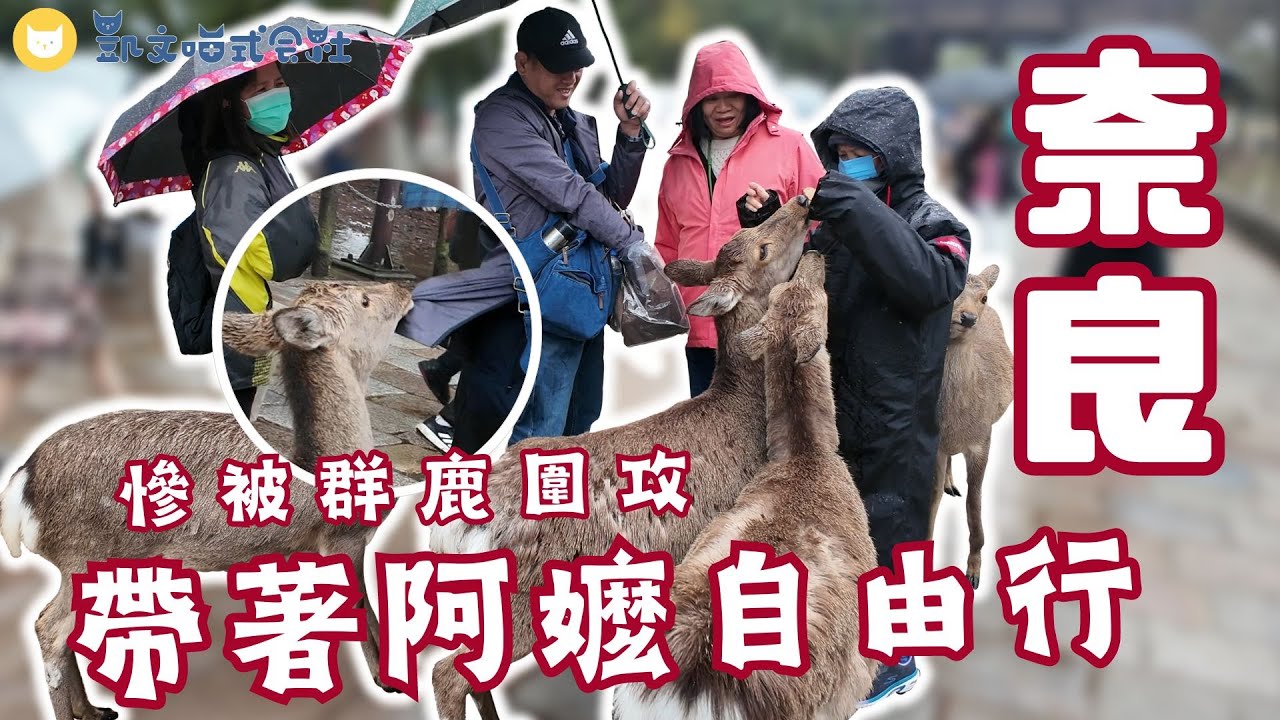 帶阿嬤奈良自由行餵鹿～激推大佛布丁 阿嬤也讚口感超細緻！路上慘被群鹿圍攻嚇死🤯　觀光列車AONIYOSHI限定美食好吃嗎？　大阪心齋橋飯店開箱　關西孝親之旅趴兔【凱文喵玩日本】