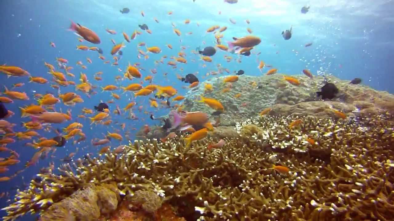 2012綠島春節潛水-GoPro全紀錄