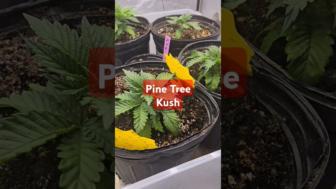 Dirty Bird Genetics our new veg of Pine Tree Kush and Ethos Grandpa's cookies #6