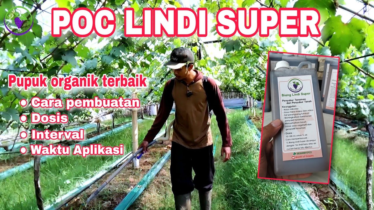 EPS 90 - PUPUK ORGANIK CAIR LINDI SUPER UNTUK KEBUN ANGGUR 