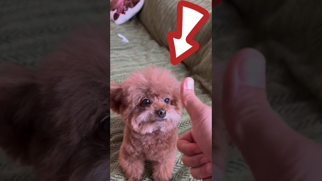 &iexcl;Este Hombre Compr&oacute; 3 Perros Rob&oacute;ticos para su Hija! 🐕🤖 (@王多多 / Douyin)