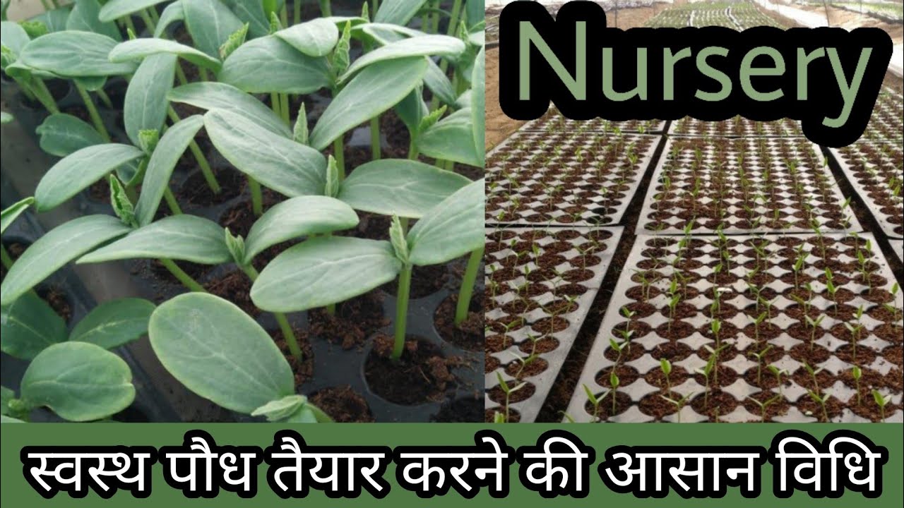 प्लांट नर्सरी कैसे बनाएं |How to grow plant nursery| अच्छी नर्सरी/पौध कैसे तैयार करें|by PC Verma