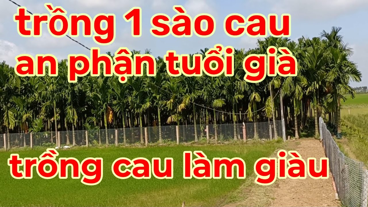 trồng một sào cau, an phận tuổi già