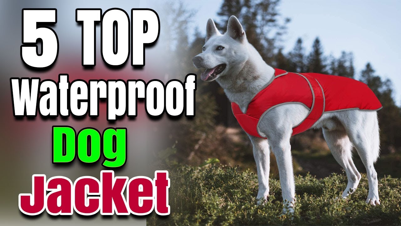 Best Waterproof Dog Jacket With Harness Hole With Belly Protection For Winter