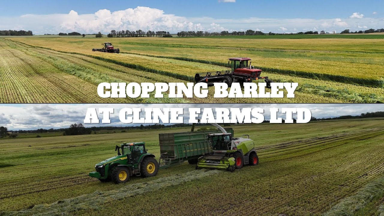 CHOPPING BARLEY AT CLINE FARMS LTD