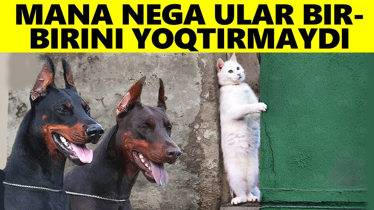 Mana Nega Mushuklar Itlarni Bunchalar Yomon Ko'radi...