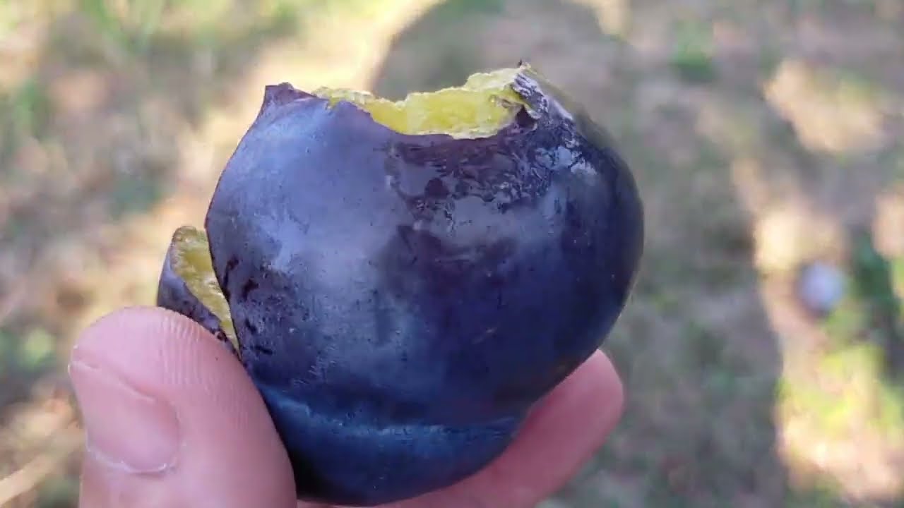 Prunul Topend plus la recoltare