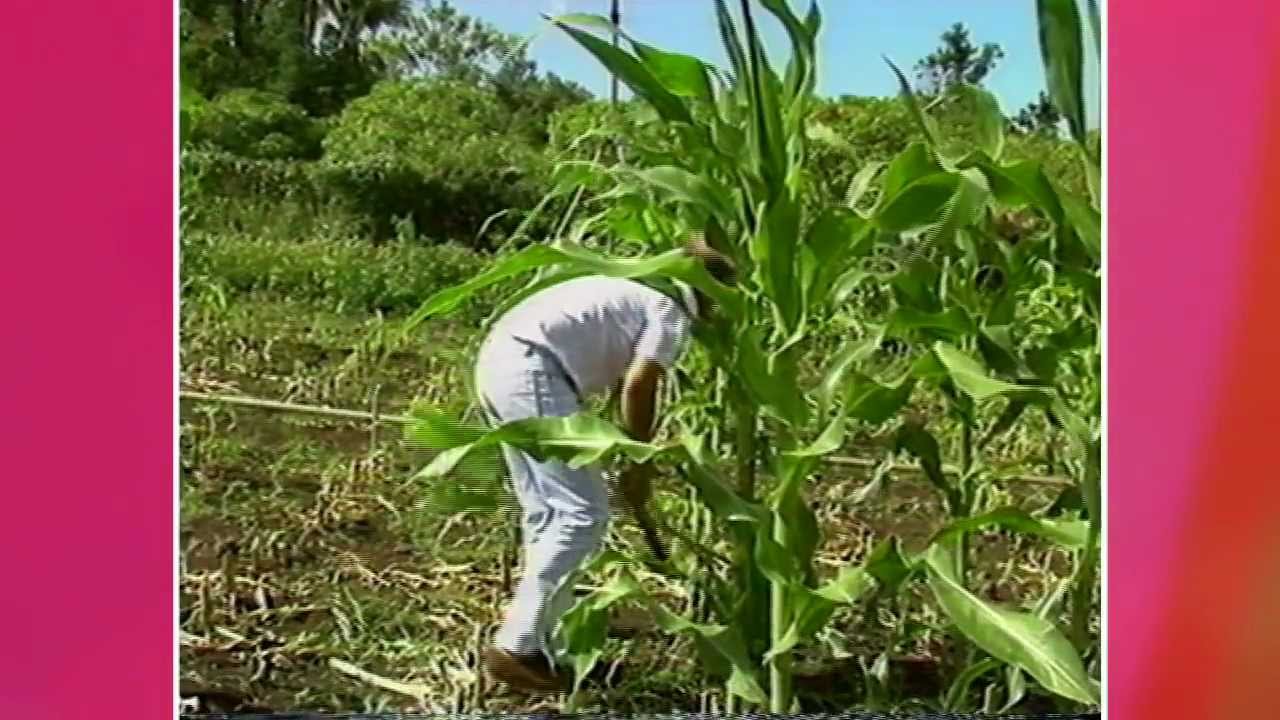 La diversification du marché des fruits et légumes à la Réunion