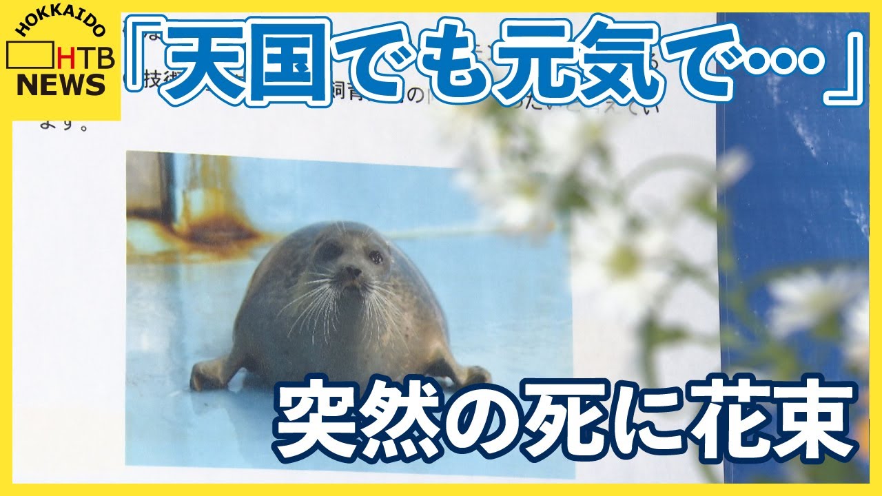 「天国でも元気で…」　ワモンアザラシの“ミゾレ” 突然の死　道内外から花を手向ける人が　おたる水族館